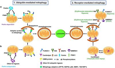 Roles of microglial mitophagy in neurological disorders